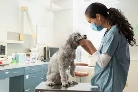 Rekomendasi klinik dokter hewan terdekat di Banyuwangi