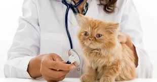 Rekomendasi klinik dokter hewan terdekat di Jember