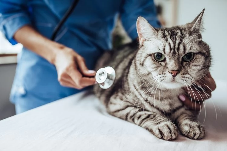 Rekomendasi klinik dokter hewan terdekat di Bondowoso