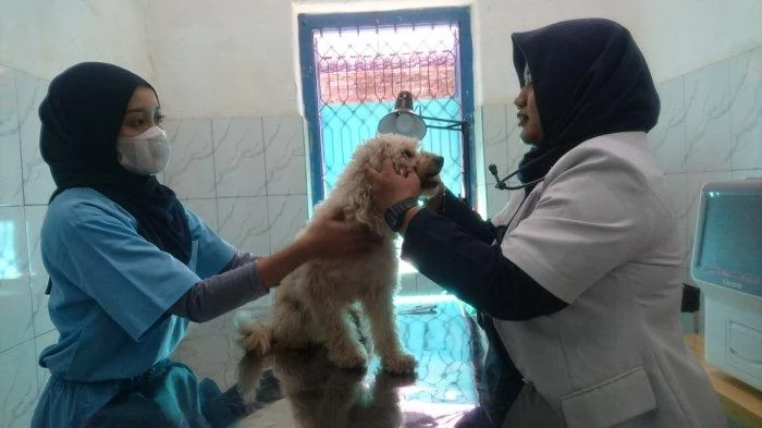 Rekomendasi klinik dokter hewan terdekat di Gununganyar Surabaya
