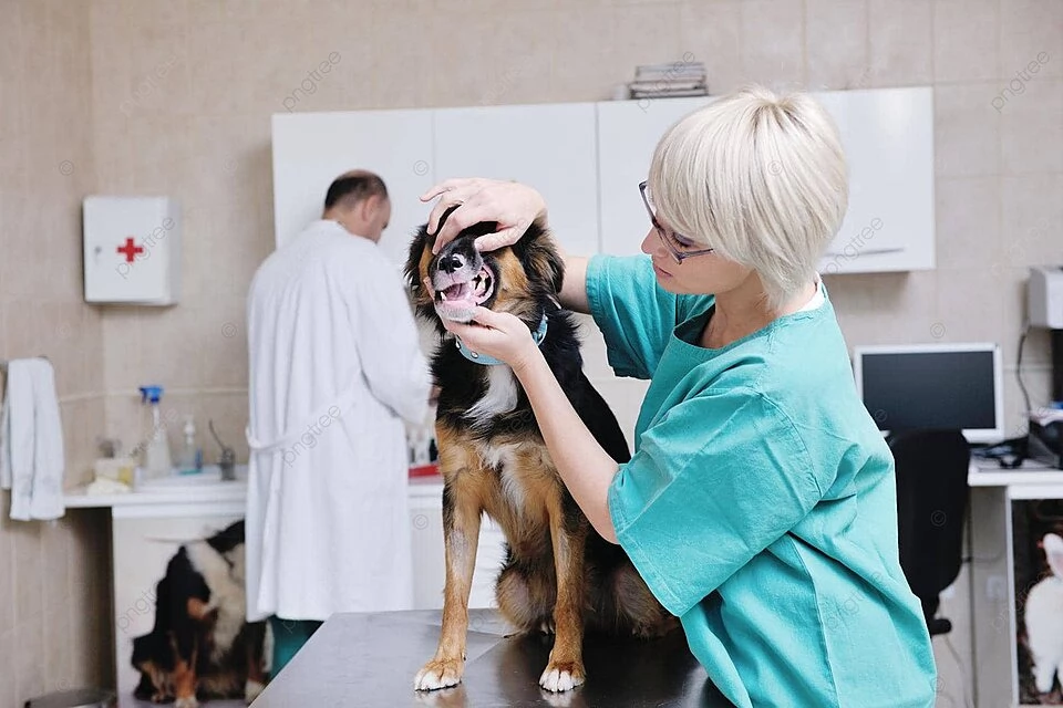 Rekomendasi klinik dokter hewan terdekat di Situbondo