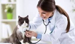 Rekomendasi klinik dokter hewan terdekat di Trenggalek