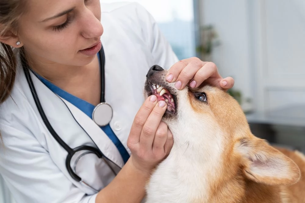 Rekomendasi klinik dokter hewan terdekat di Gresik