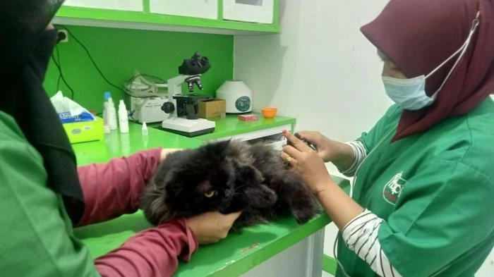 Rekomendasi klinik dokter hewan terdekat di Kedungkandang Malang