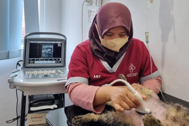 Rekomendasi klinik dokter hewan terdekat di Dukuhpakis Surabaya