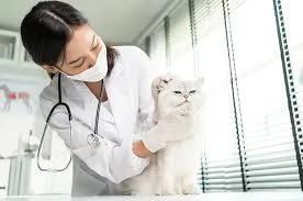 Rekomendasi klinik dokter hewan terdekat di Kaliwates Jember