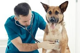 Rekomendasi klinik dokter hewan terdekat di Lamongan